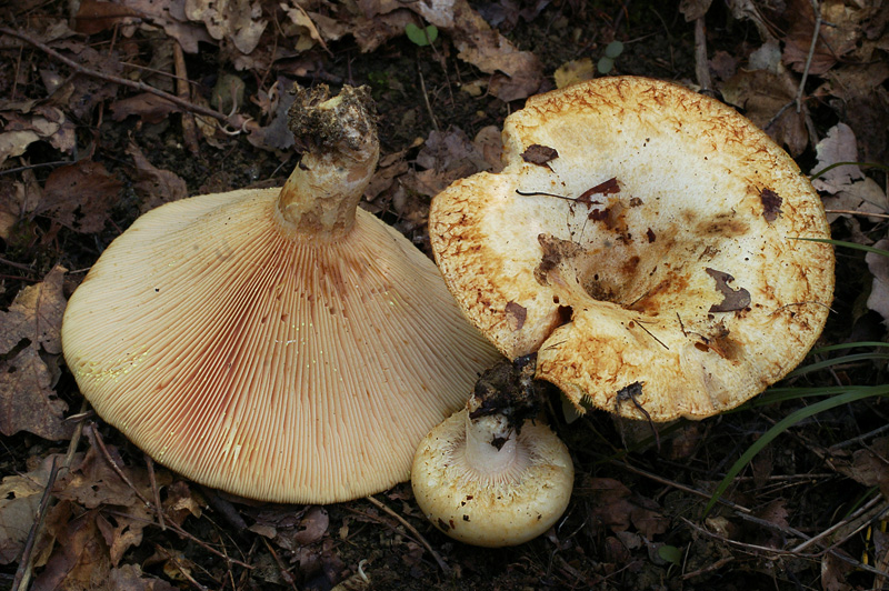 Lactarius citriolens